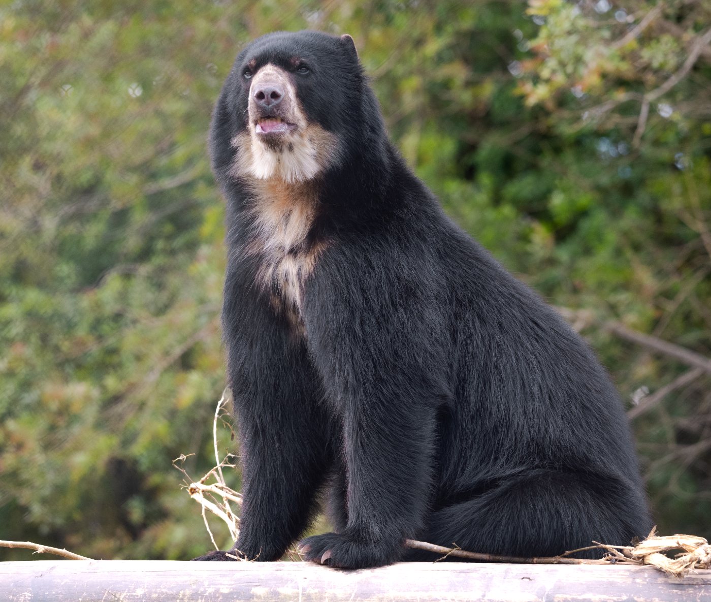 Bears 4 Andean or spectacled bear showing pale facial markings