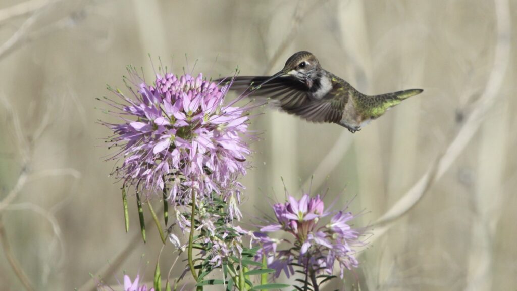 Hummingbird hovering at a flower