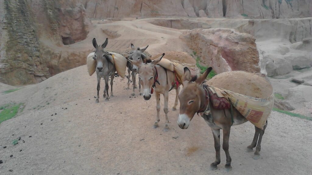 Animals That Carry Loads 12 Donkeys carrying loads
