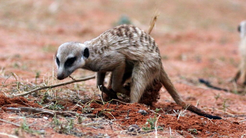 Animals That Dig Holes 16 Meerkat digging