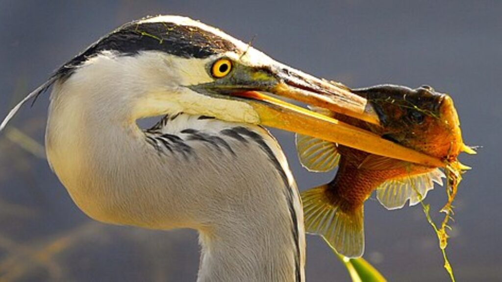 Animals That Live In Lakes 11 Heron catching a fish in a lake