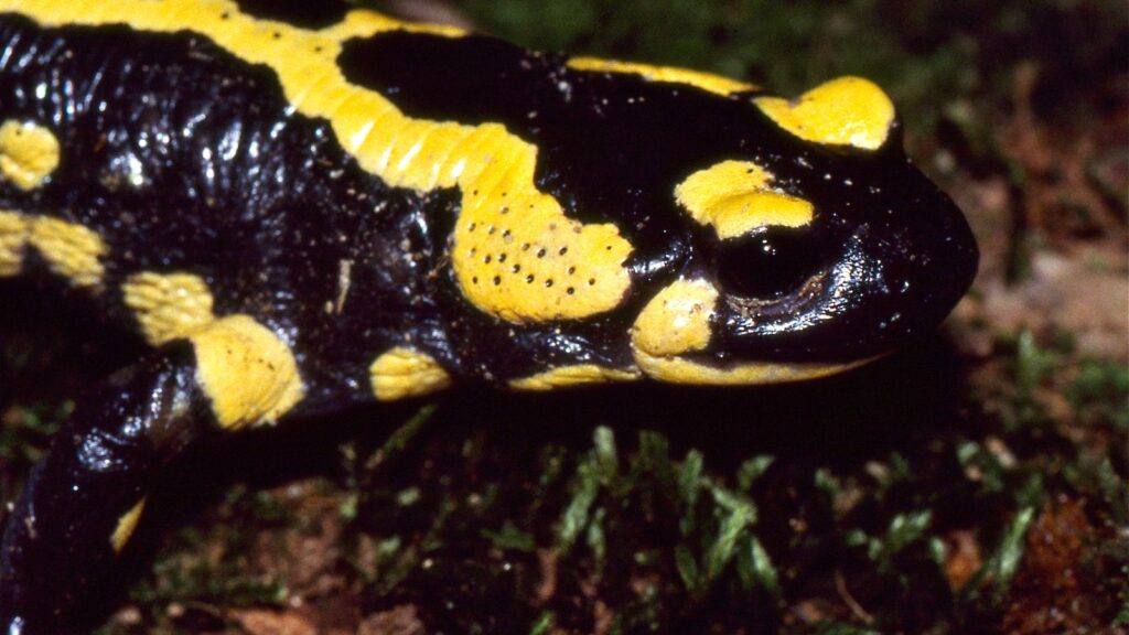 Animals That Symbolize Fire & Their Meanings 3 Fire salamander