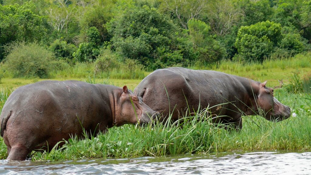 Hippopotamus amphibius in water