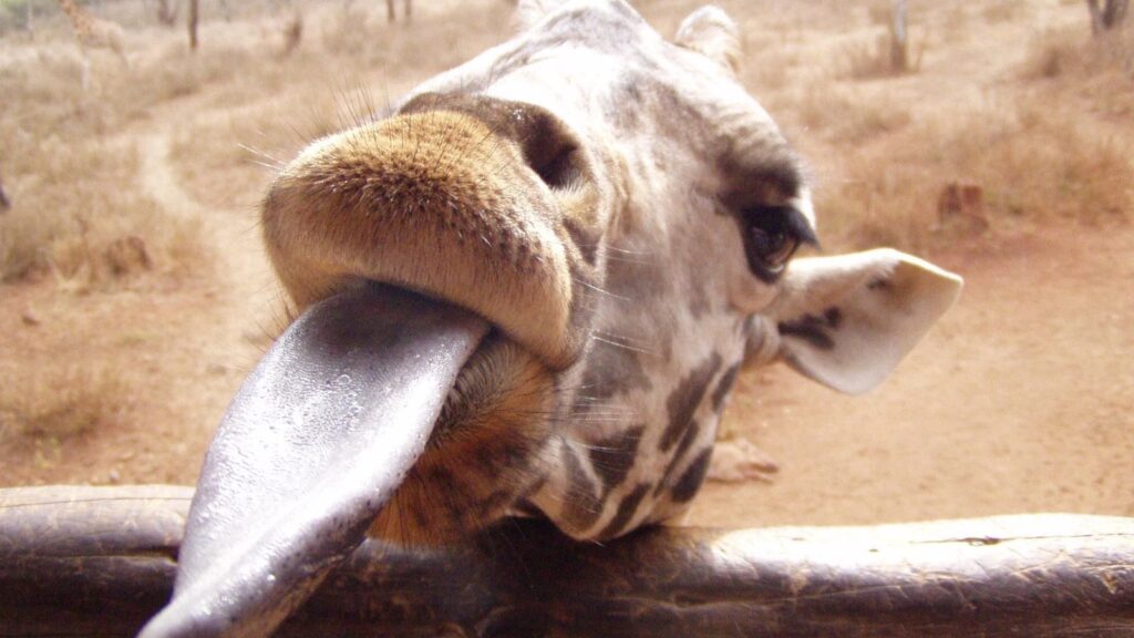 Giraffe with its long tongue out