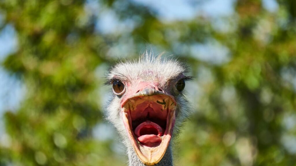 Ostrich facing the camera with its beak wide open