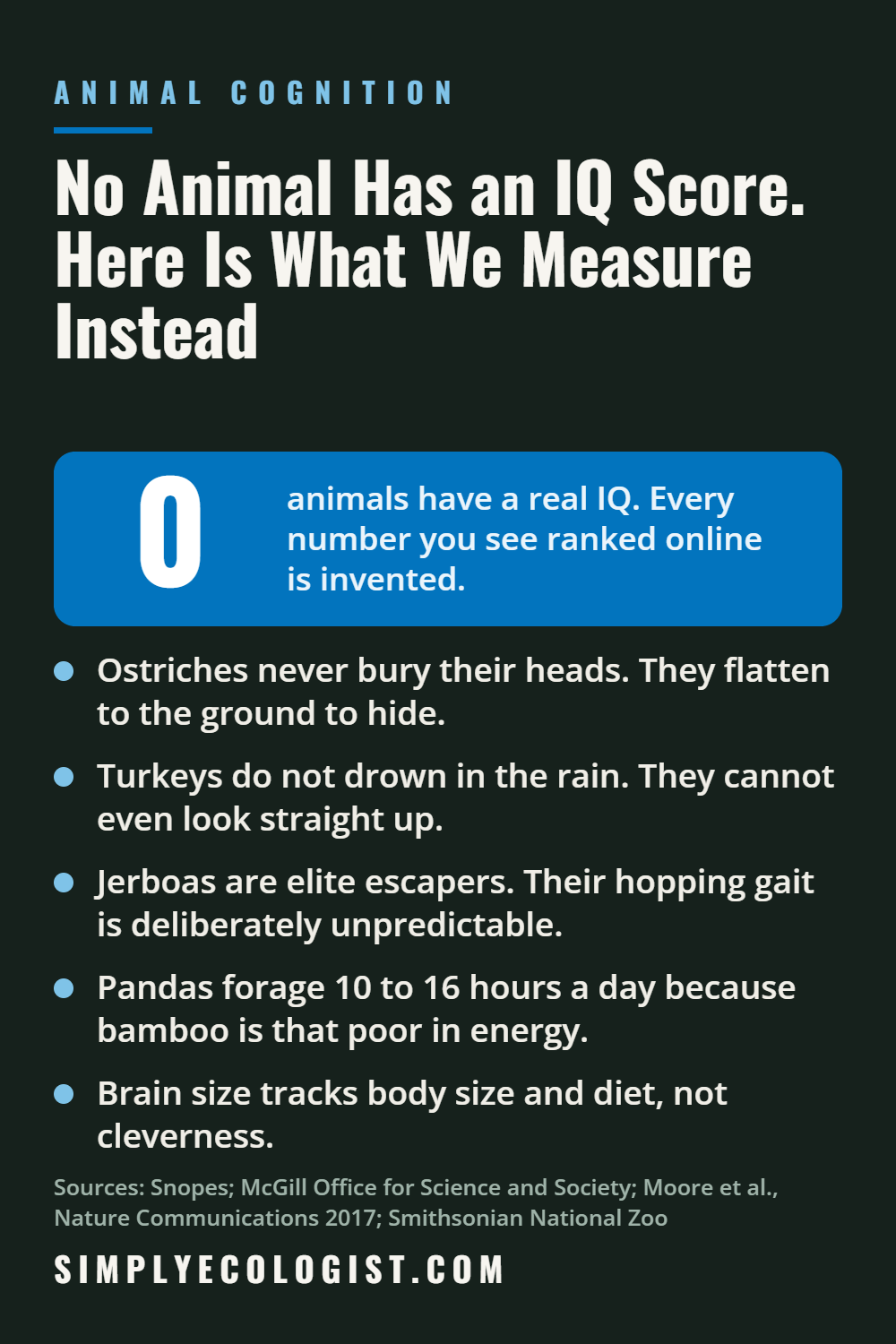 No animal has a real IQ score: ostriches never bury their heads, turkeys do not drown in the rain, and jerboas are elite escape artists