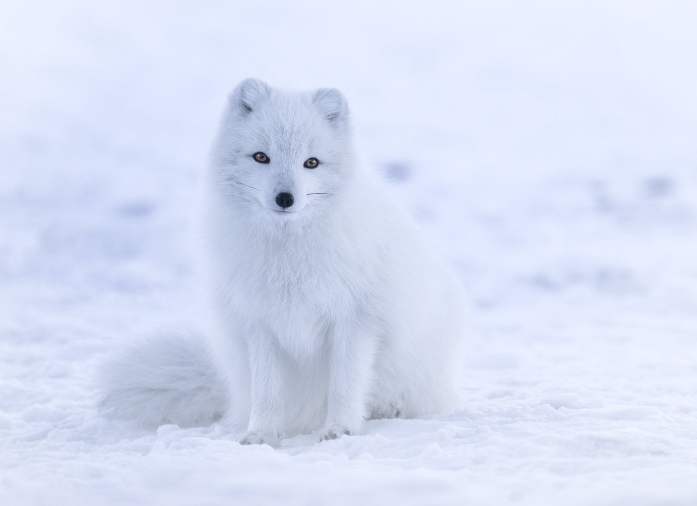 Foxes 4 An arctic fox in Iceland, showing the compact body, short ears and dense winter coat