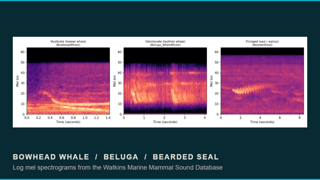 Can AI Tell a Narwhal From a Bowhead Whale by Sound Alone? 8 Log mel spectrograms of a bowhead whale moan, a beluga whistle and click train, and a bearded seal descending trill, from the Watkins Marine Mammal Sound Database