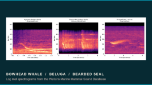 Log mel spectrograms of a bowhead whale moan, a beluga whistle and click train, and a bearded seal descending trill, from the Watkins Marine Mammal Sound Database