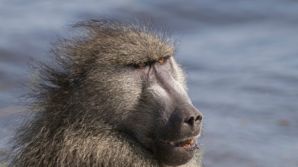 Chacma baboon