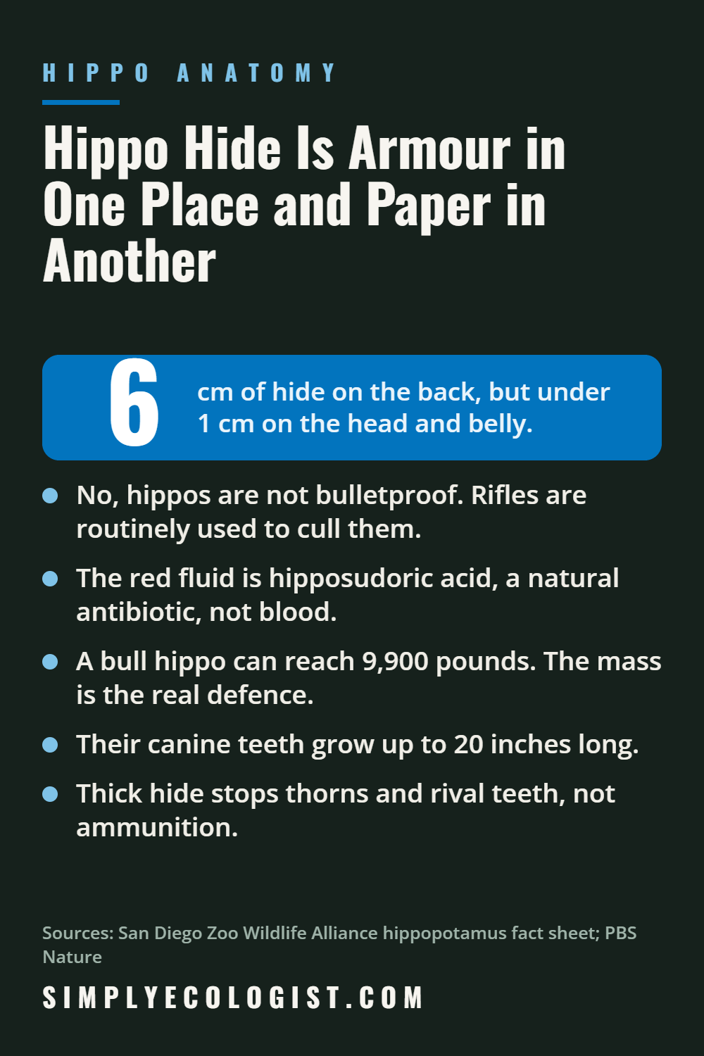 Hippo hide is 5 to 6 cm thick on the back but under 1 cm on the head and belly, which is why hippos are tough but not bulletproof