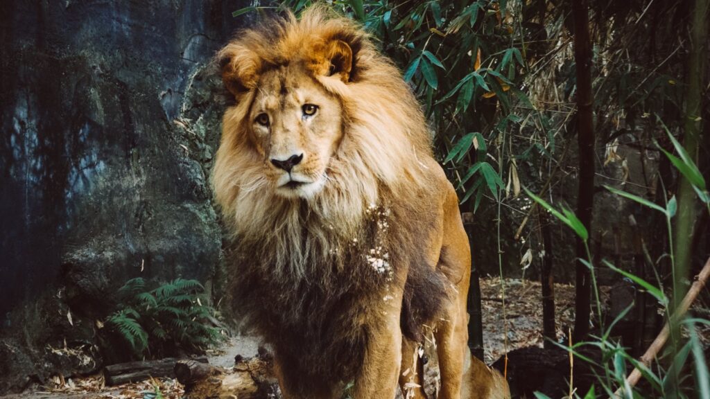 Male lion face