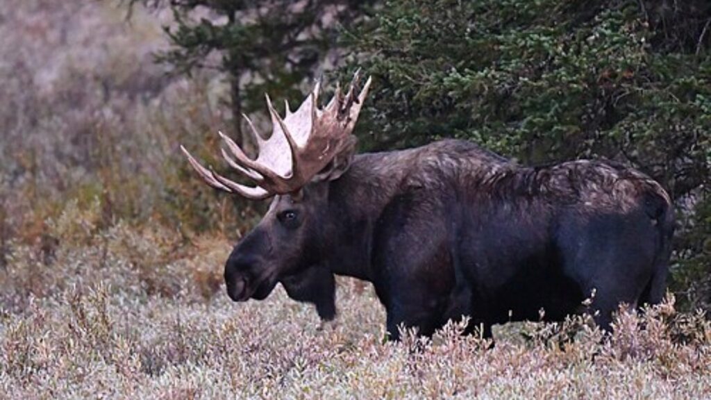 Bull moose