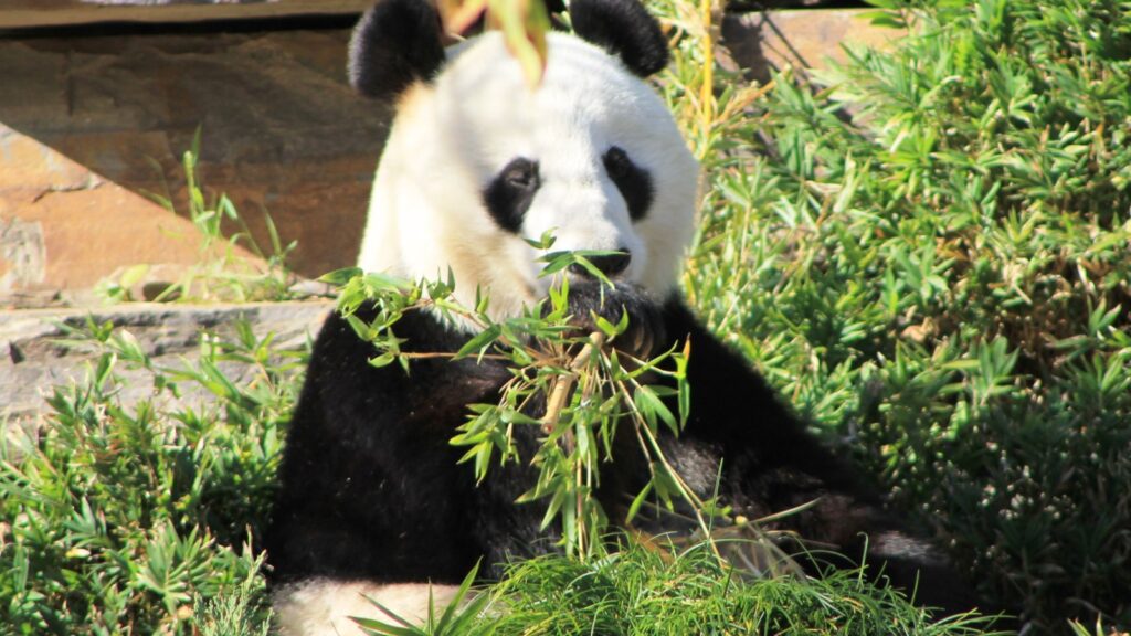 Giant panda eating bamboo