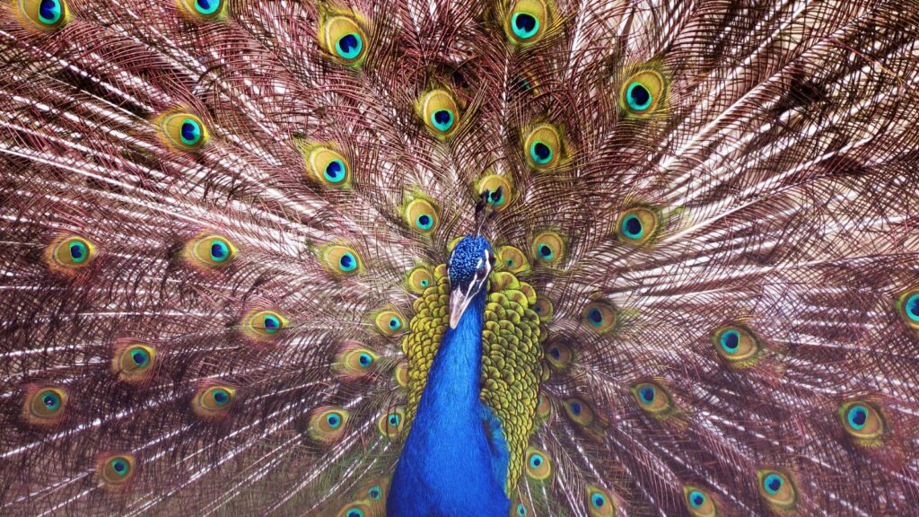 Indian peafowl displaying its tail