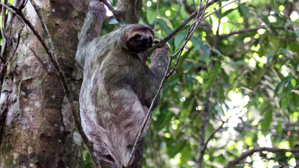 Three toed sloth in a tree