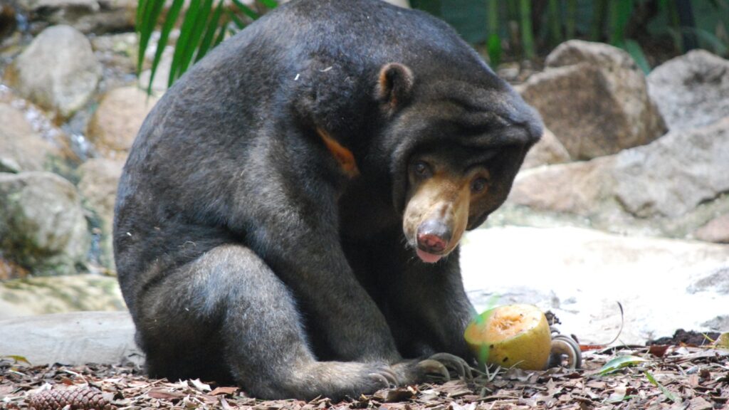 Sun bear