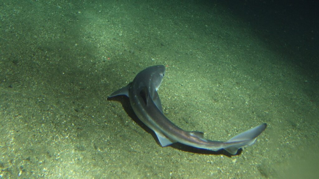 Spiny dogfish shark on the seabed