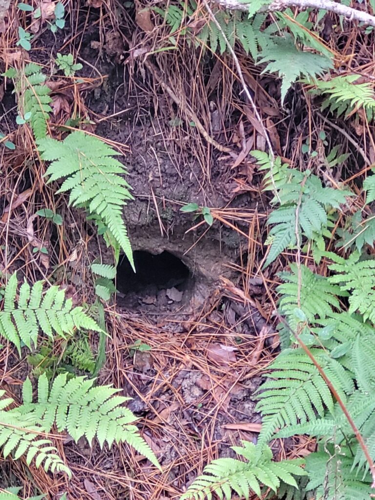 Armadillo burrow entrance in leaf litter and ferns, a likely latrine site