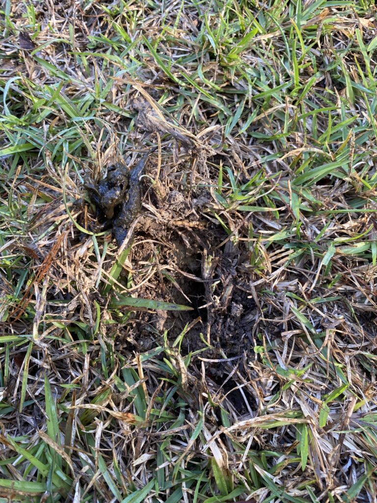 Armadillo droppings on the ground next to a freshly dug foraging hole