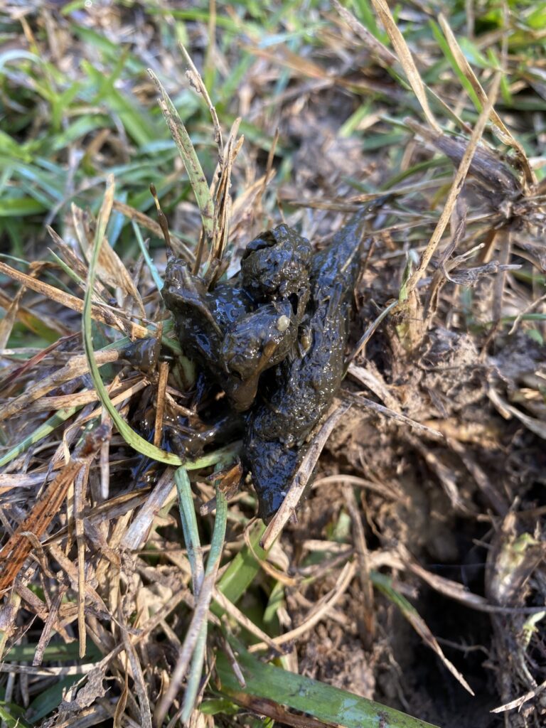 Close-up of armadillo poop, a dark clay-like dropping in grass