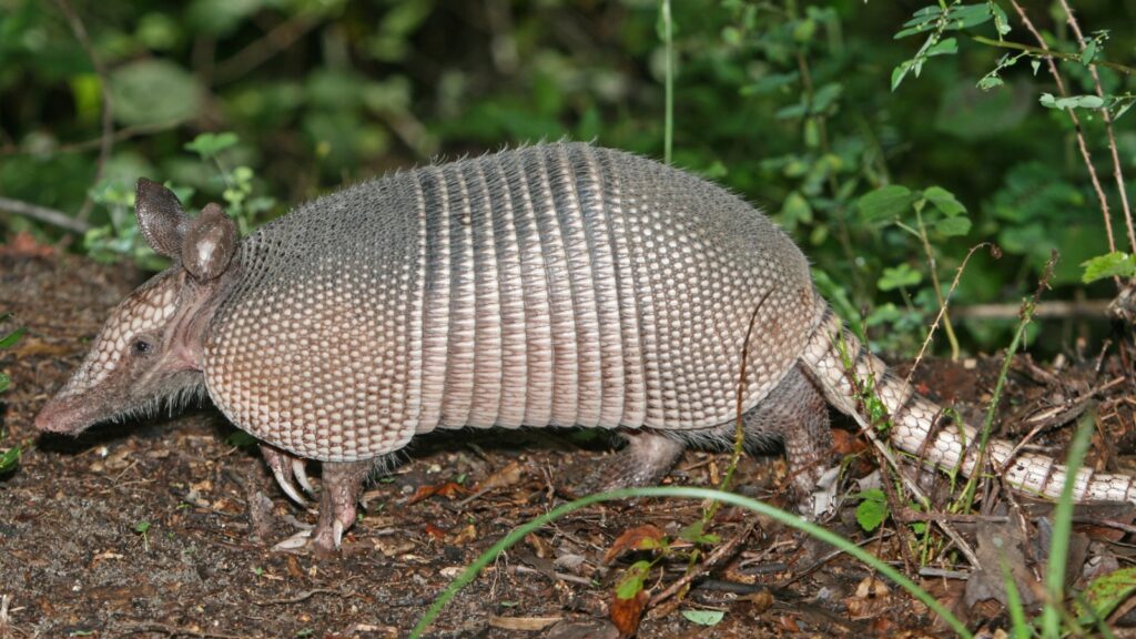 Nine banded armadillo