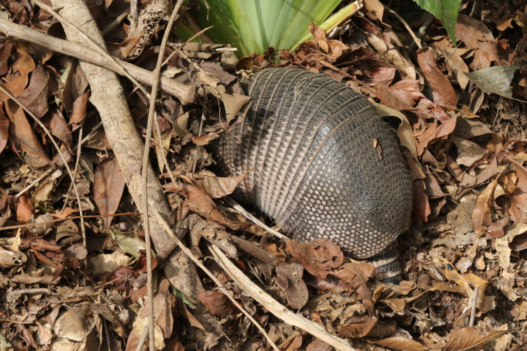 Nine-banded armadillo turning over leaf litter on a forest floor