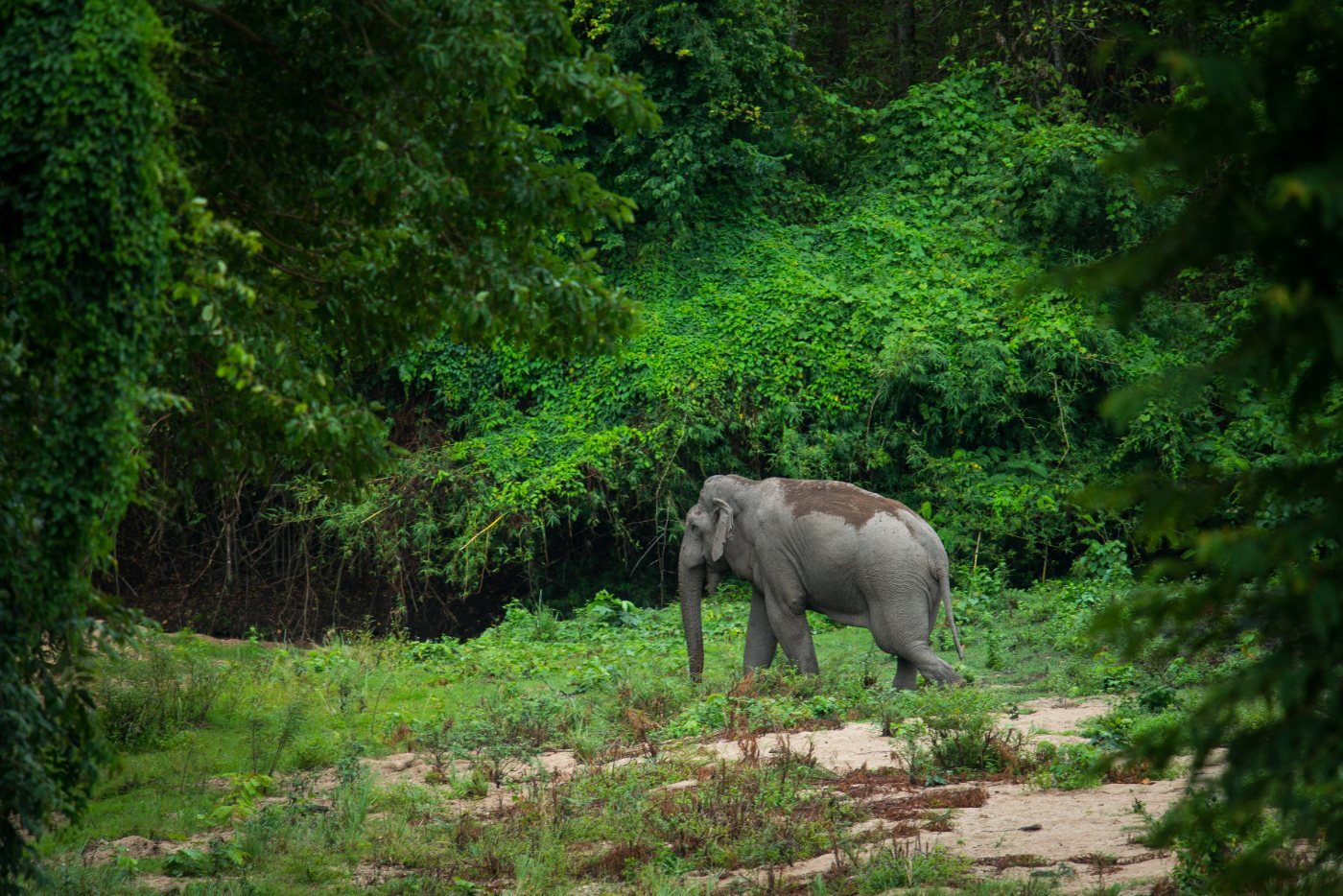 Wild Asian elephant standing in forest at Huai Kha Khaeng, Thailand