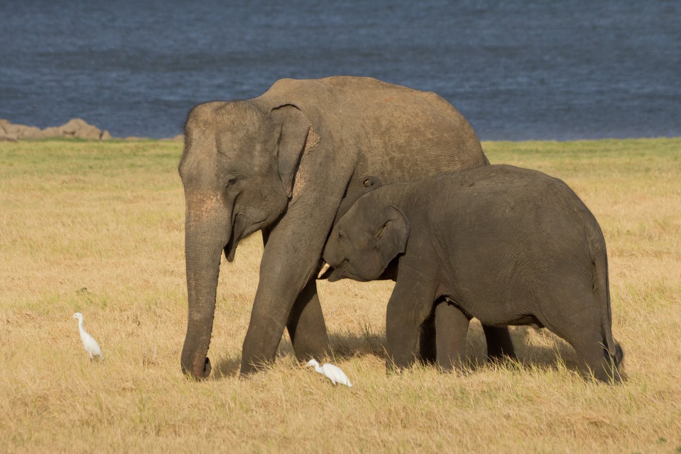 Sri Lankan subspecies of the Asian elephant standing in grassland