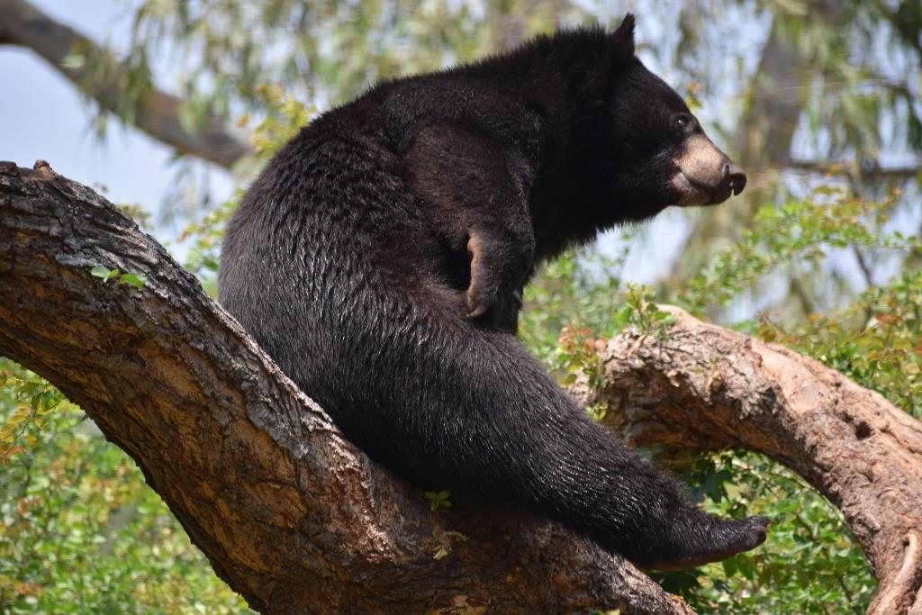 Bears 5 Himalayan black bear showing the pale crescent on its chest