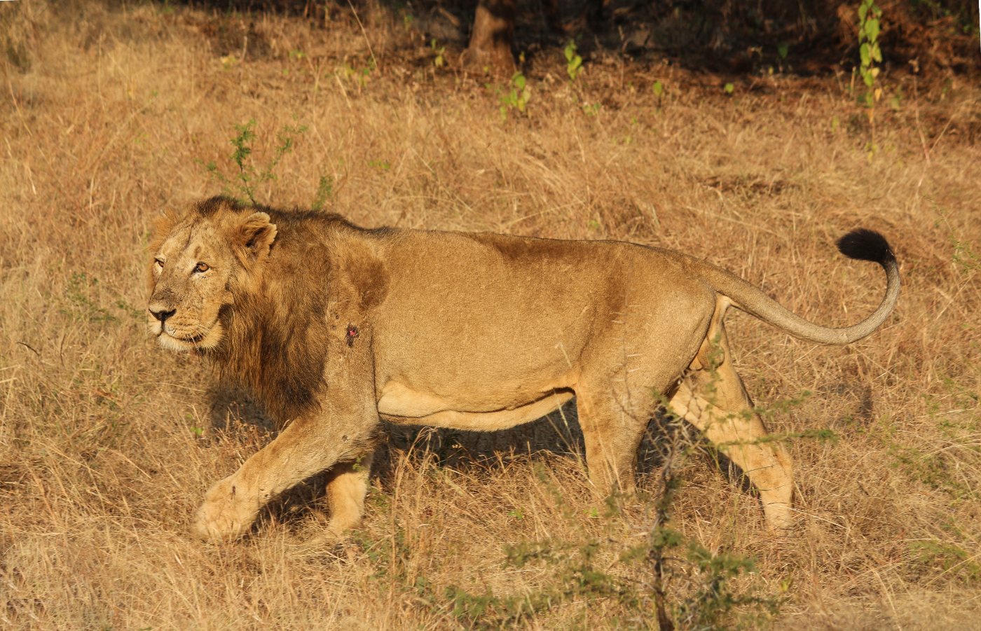 Lions 3 Asiatic lion resting, showing the smaller mane and belly fold of the subspecies