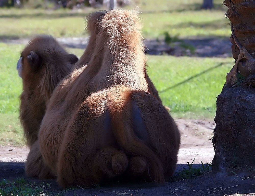 Domestic Bactrian camel Camelus bactrianus showing its two distinct humps
