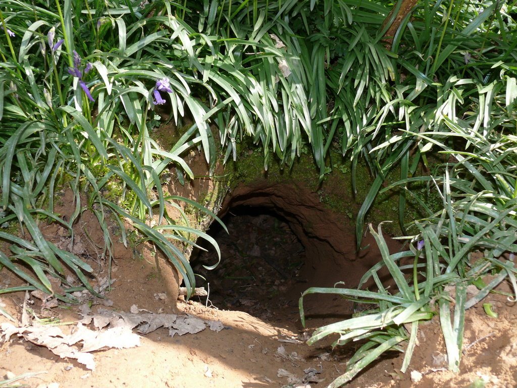 Badgers 3 A badger sett entrance in a woodland bank with a wide spoil heap of excavated soil below it