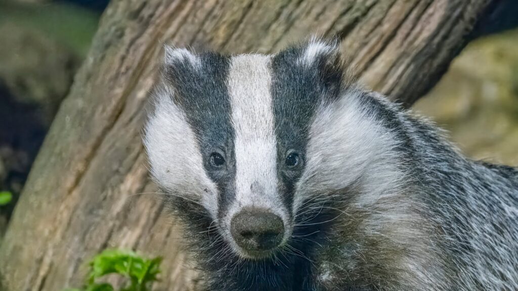 Badger Teeth: How Many Teeth a Badger Has, by Species 19 Close up head portrait of a European badger showing its black and white facial stripes and muzzle