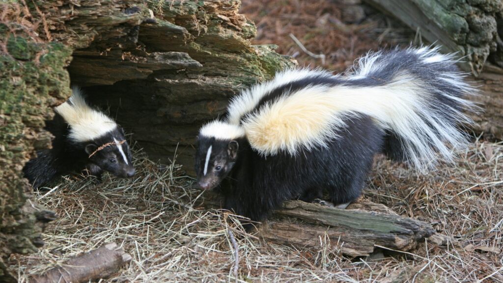 Badger vs Skunk: Four Ways to Tell Them Apart 2 Striped skunk