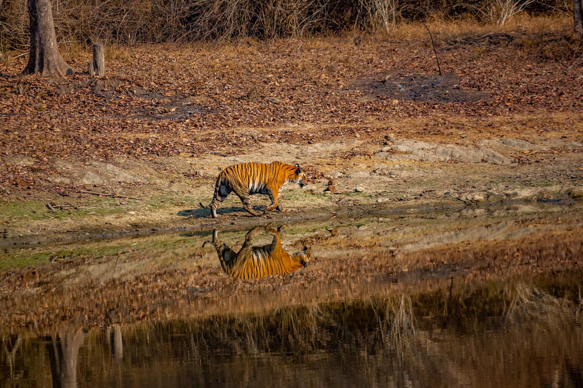 Home 5 Bengal tiger walking beside still water with its reflection