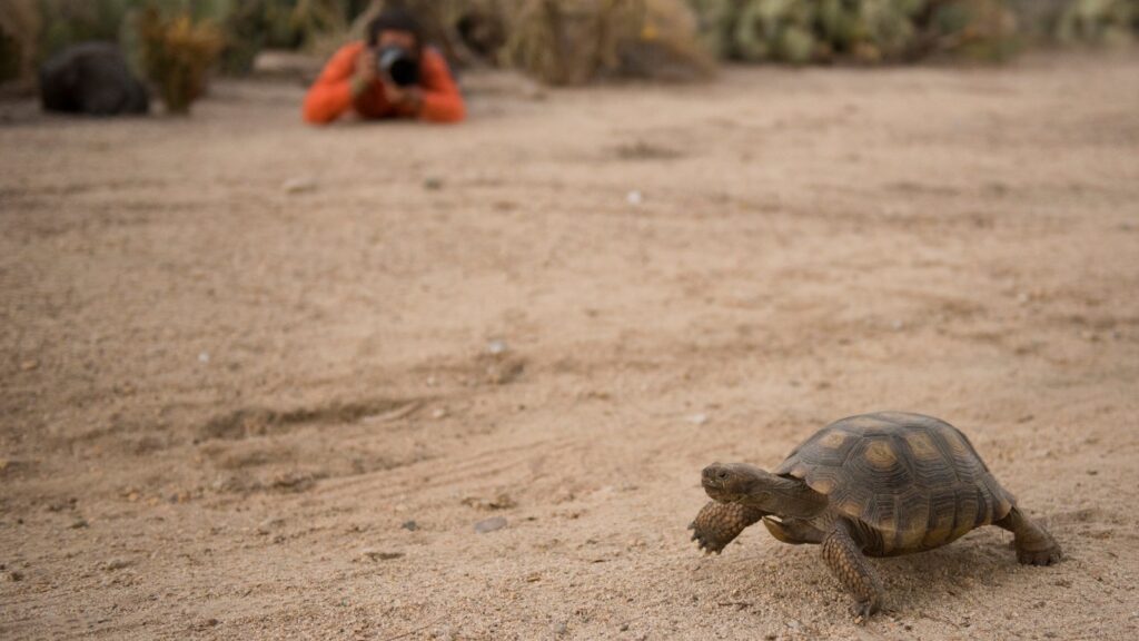 Cameras for Wildlife Photography: Picks for 2026 10 Wildlife photographer with a telephoto lens photographing a desert tortoise