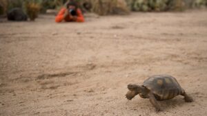 Wildlife photographer with a telephoto lens photographing a desert tortoise