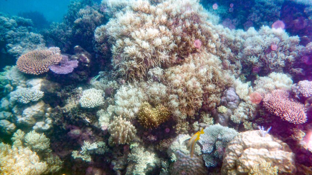 Dense colony of hard and soft corals on the Great Barrier Reef in clear shallow water