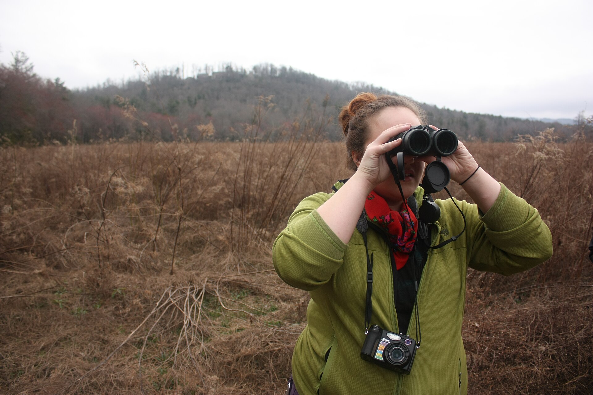 What tools do ecologists use? 25 Field biologist using binoculars to scan trees during a bird survey