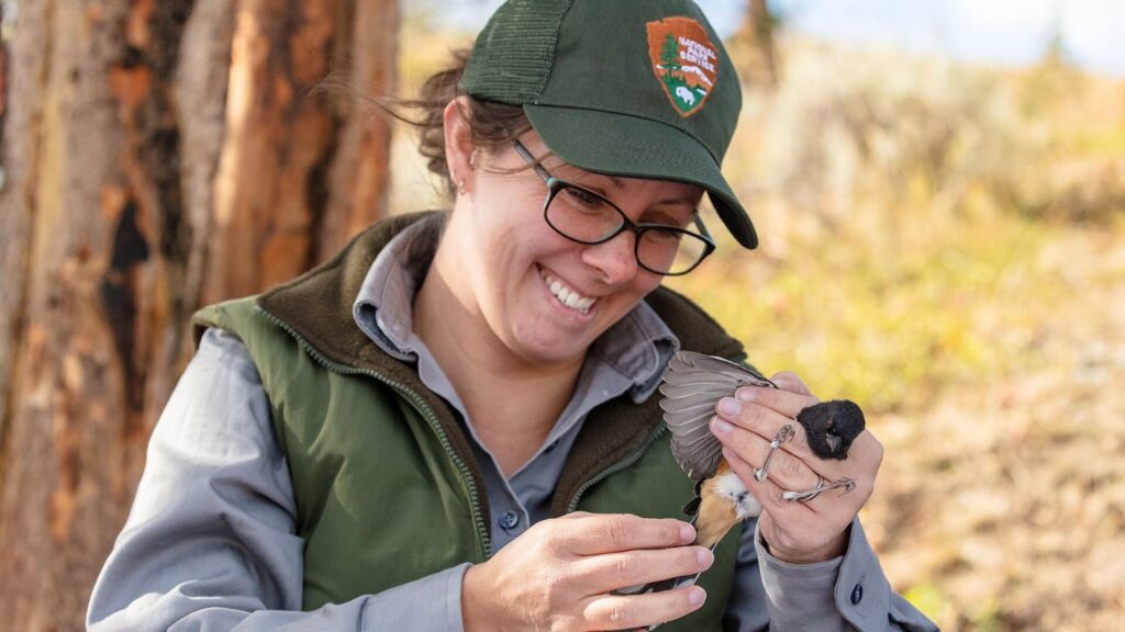 A wildlife biologist examining a small bird in the hand during a bird survey