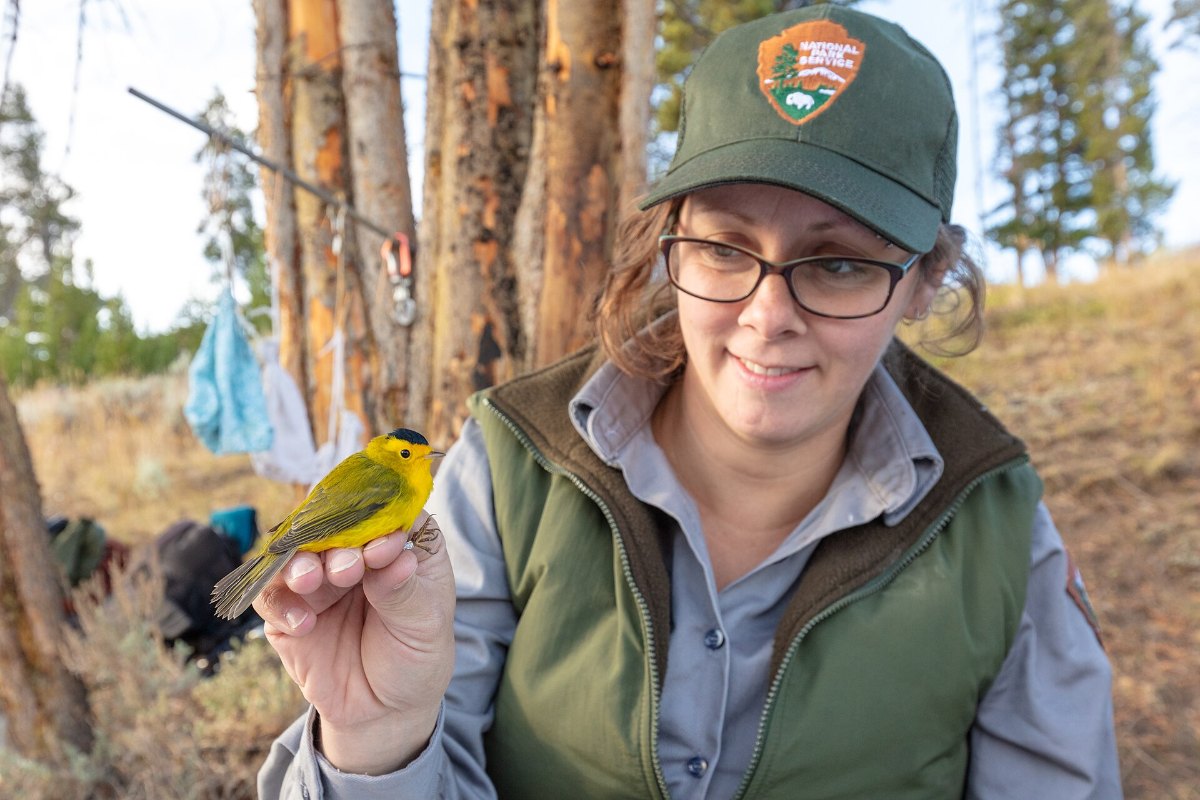 How to Do a Bird Survey Without Wasting a Season of Data 10 Biologist handling a bird during a field bird survey