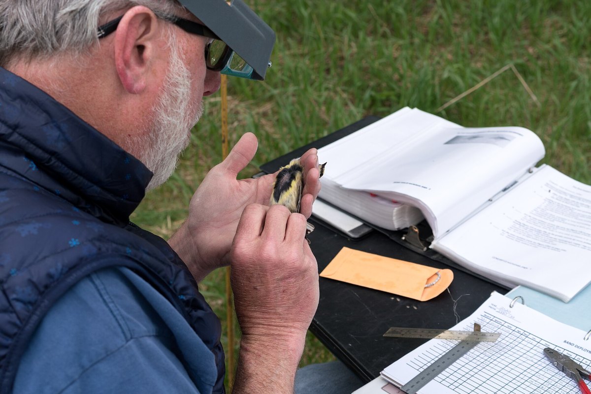 How to Do a Bird Survey Without Wasting a Season of Data 14 A researcher recording measurements from a mist netted bird