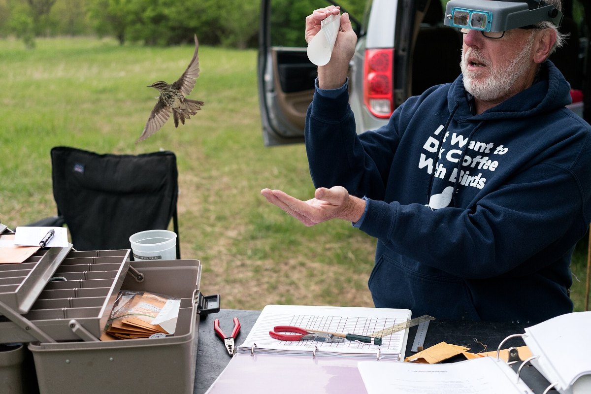 How to Do a Bird Survey Without Wasting a Season of Data 15 A researcher releasing a newly banded bird after recording its data