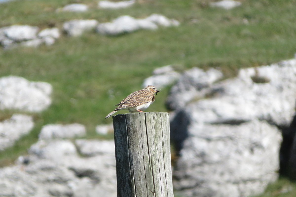 How to Do a Bird Survey Without Wasting a Season of Data 13 A small songbird perched on a post in upland habitat