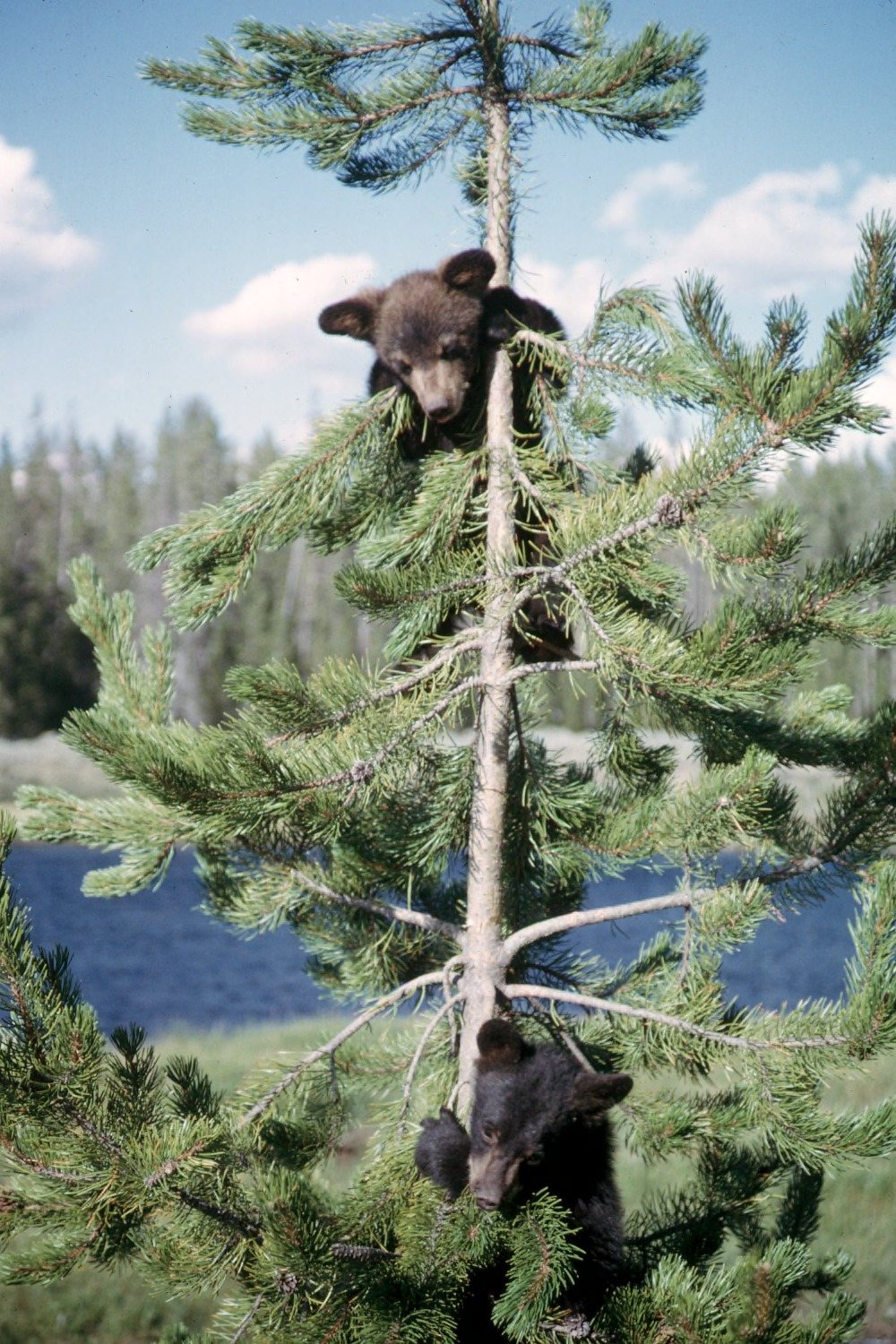 Bears 6 Two American black bear cubs climbing high in a tree