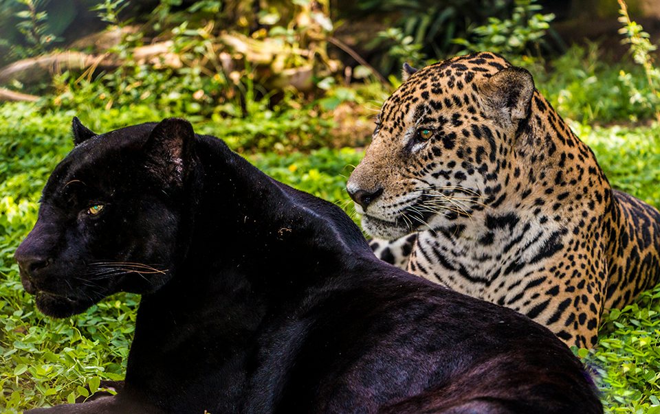 Jaguars 3 A black jaguar photographed so that its rosettes are still visible beneath the dark coat