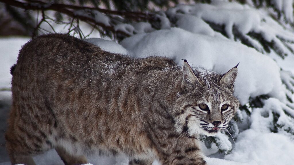 Bobcat in snow