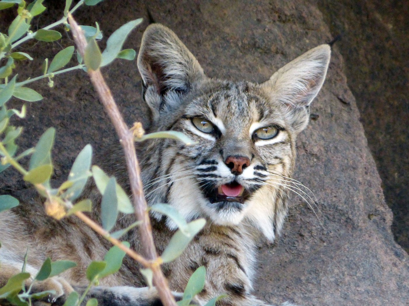 An adult bobcat standing in dry grass, showing its spotted coat and short tail