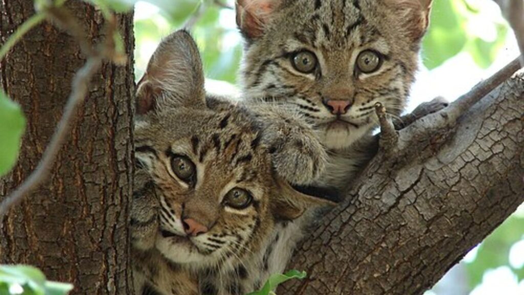 Bobcat kitten